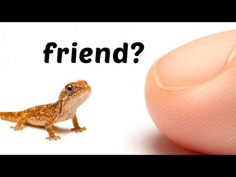 The Journey of Bonding With a Baby Lizard