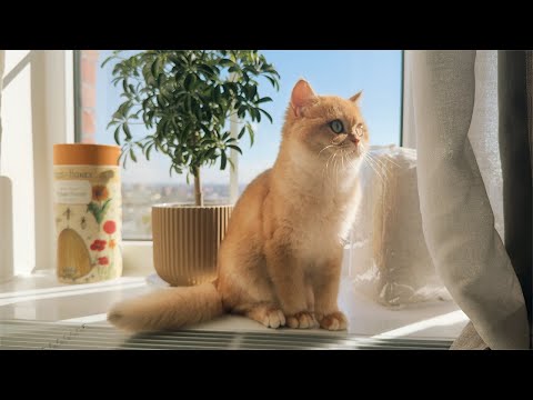 I Got a British Shorthair Cat