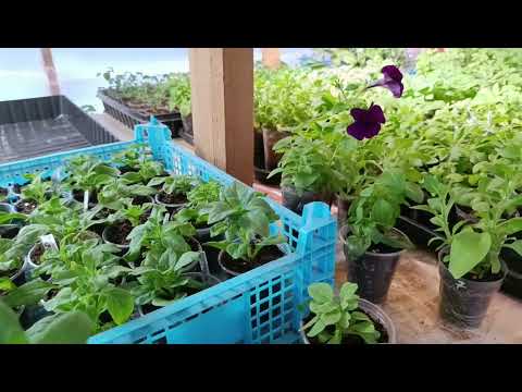 Условия и подкормки для выращивания петуньи зимой.