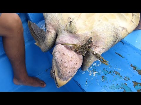 RESCUE of SEA TURTLES in Mexico, Spain, and the United States (Part 1) 🐢 Animal Rescue #5