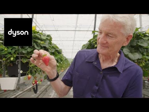 How Dyson Farming produces British strawberries in Winter