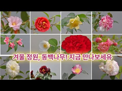 겨울 정원, #동백#야생화 향수원#에서 지금 만나보세유