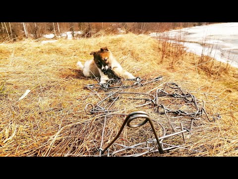 ГУМАННЫЕ КАПКАНЫ РАЗРЕШЁННЫЕ В Р. Ф. ОБЗОР КП 140. И КА 2. КАК ПРАВИЛЬНО ПОЛЬЗОВАТЬСЯ.