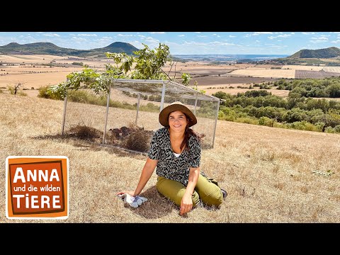 Die Ziesel ziehen um | Reportage für Kinder | Anna und die wilden Tiere