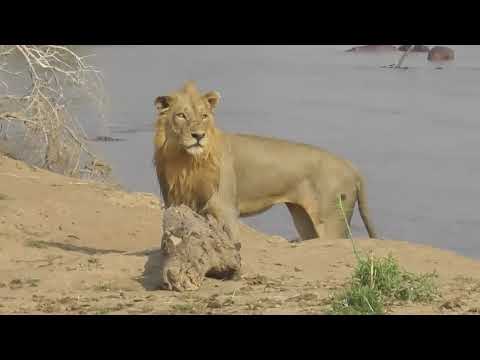 Interesting Animal Moments Caught on Camera