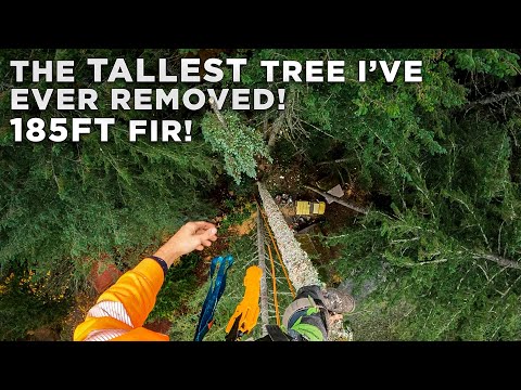 The TALLEST Tree I've Ever Removed! | 185ft Fir Tree Removal