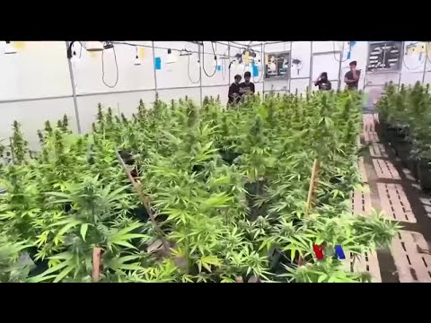 အနာဂတ်မျှော်လင့်ချက် ဆေးခြောက်စိုက်ခင်း “နေရာပေါင်းစုံ၊ အကြောင်းစုံ”