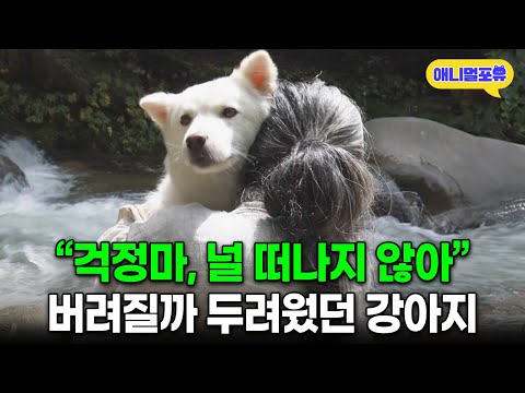 다시 입양된 유기견, 사랑 받자 보인 놀라운 변화 I KBS 동물극장 단짝 220827 방송