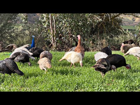 الأجواء داخل المزرعة وخارج المزرعة ارتفاع منسوب المياه في الوادي ماشاءالله