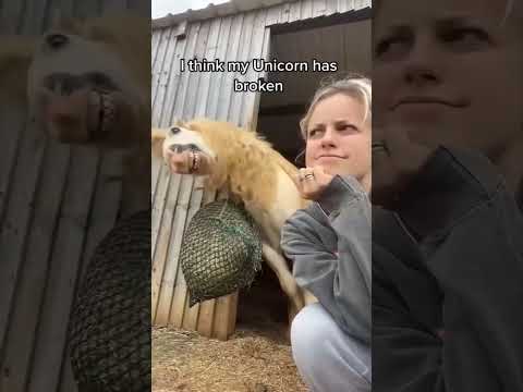 Tente Não Rir 😂 Gatos e Cachorros Mais Engraçados de 2025 🐱🐶