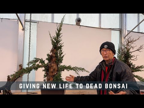 Giving New Life to Dead Bonsai
