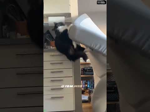 Try not to laugh! π #funny #animalvideos #cute #shorts