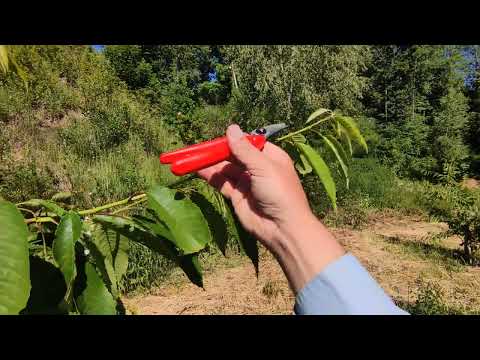 летняя обрезка черешни да подайте мне ее на опыты часть 1