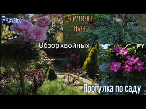 A walk through the garden. A garden overview. Rare conifers. Ornamental grasses. Roses.