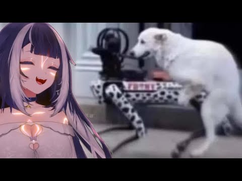 Shylily Watches Funny Memes To Make You Smile