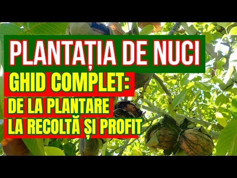 PLANTAȚIA DE NUCI CU 10.000 EURO PROFIT PE AN!