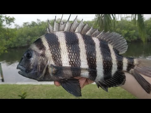 Sheepshead Catch & Cook - 4 Day Multispecies Saltwater Bank Fishing