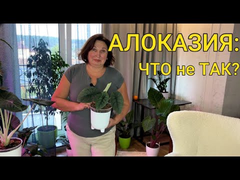 ALOCASIAS: ERRORS-FREE CARE 🌱 | Alocasia shedding leaves | Alocasia VARIETIES and CARE