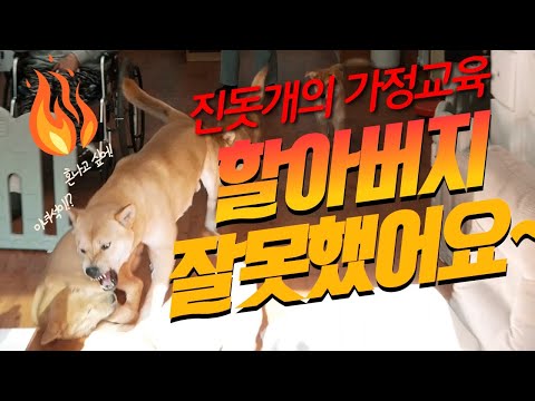 어머나~~~~이게 가능해??? 할아버지 한테 진돗개의 가풍을 배우는 양반집 강아지들~~~~~ #우리개연구소 #금진이 #무진이네