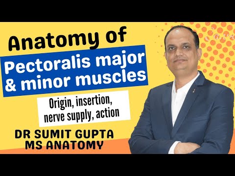 PECTORALIS MAJOR & MINOR MUSCLES