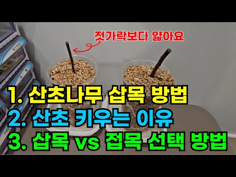 Growing Thornless Prickly Ash Tree [1. Propagation]