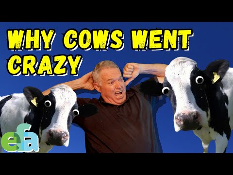 What's REALLY Stressing Out Your Cows - And How You Can Fix It