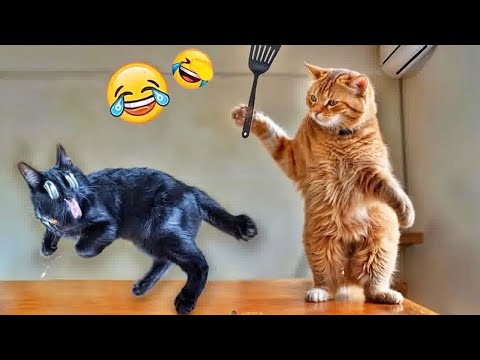 Cute & Funny Animal Moments 😹🐶 | Try Not to Laugh Challenge