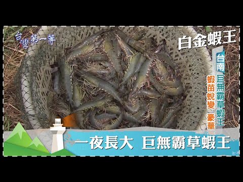 台灣第一等【白金蝦王 不剝殼蝦／一夜長大 巨無霸草蝦王／龍膽白蝦】 _精選特輯 #好家在我在家