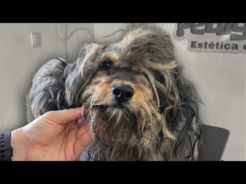 NO CREERAS EL ESTADO DE ESTE PERRO CON DUEÑO | UN AÑO ABANDONADO |  PELUQUERIA CANINA EXTREMA