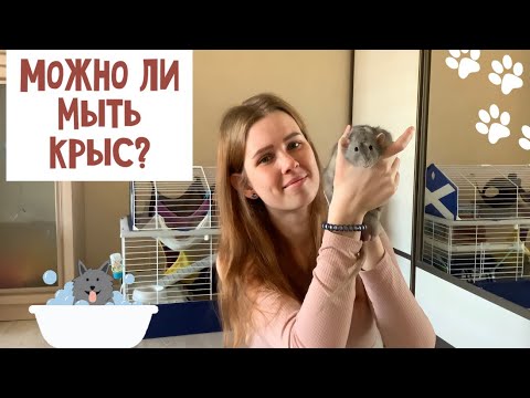 МОЖНО ЛИ МЫТЬ КРЫС? КАК ПОМЫТЬ ХВОСТ КРЫСЕ?