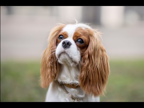 Леди ( Кавалер Кинг Чарльз спаниель. 1 год)