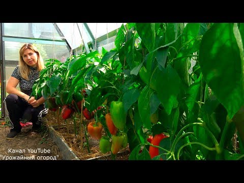 ИХ Я ТОЧНО БУДУ САЖАТЬ ВСЕГДА! ЛУЧШИЕ СОРТА ПЕРЦА!