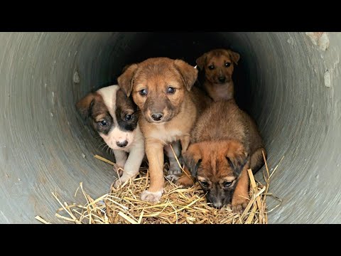 Next to the road, hungry puppies waiting for their mom to return in danger 💔🐶😢