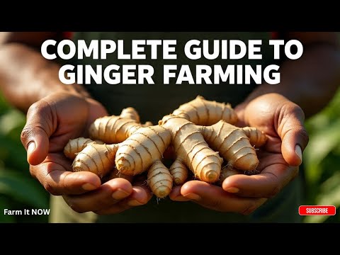 How to Farm Ginger for Beginners - Complete Profitable Guide