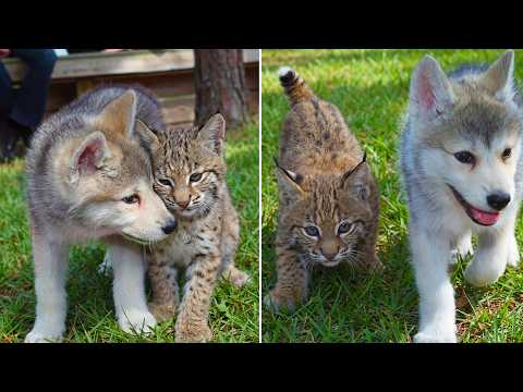 This Baby Wolf and Baby Bobcat Became BFFs, Proving That Anything Is Possible