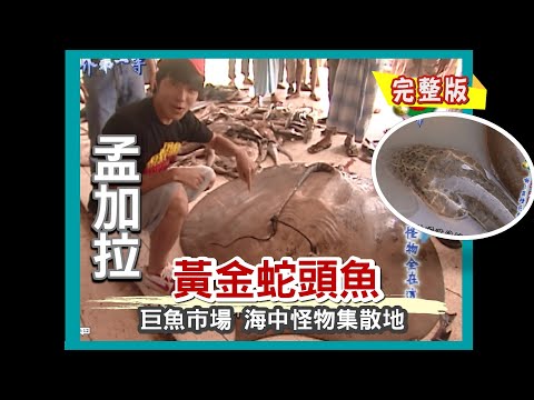 【孟加拉】黃金異種蛇頭魚 巨魚市場 海中怪物集散地（旗魚拍賣會／巨型魟魚 珍珠魚皮包／香料檳榔）｜《世界第一等》346集完整版