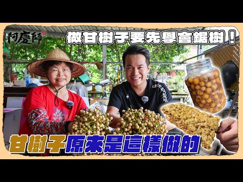 一年只產一次的樹上珍珠，看完之後你就會知道甘樹子為什麼不便宜了，百分百純手工製造，無法機器取代！｜阿慶師