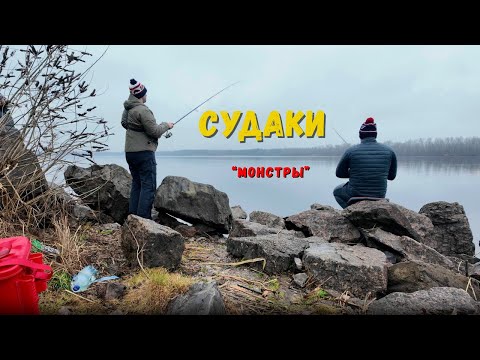 Таких судаков вы еще не видели! Активная рыбалка на судака!