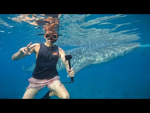 Swimming with the Whale Sharks in Oslob, Philippines