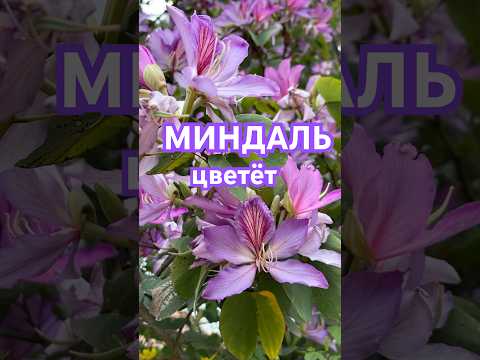 🇹🇷МИНДАЛЬ в садах | ALMOND TREE