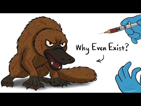 Platypuses: Cursed From Birth