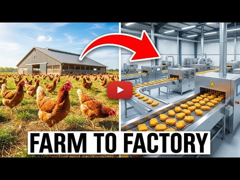 Inside the Factory Where Chicken Nuggets Are Made (The SECRET FULL process)