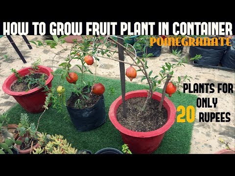 How To Grow Fruits in Pots| Pomegranate With Full Updates