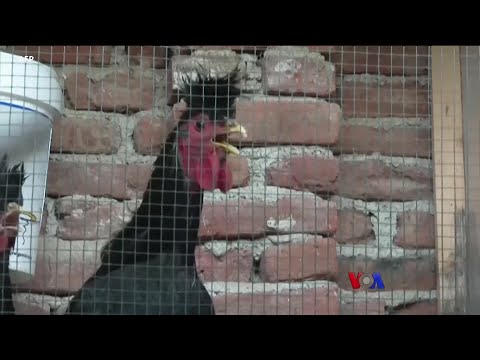 ကြက်သံမထွက် စက်သံထွက်တဲ့ ကြက်မည်း "ထူးခြားဆန်းပြားသတင်းများ"