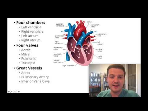 Had an echocardiogram? Here's how to understand your results.