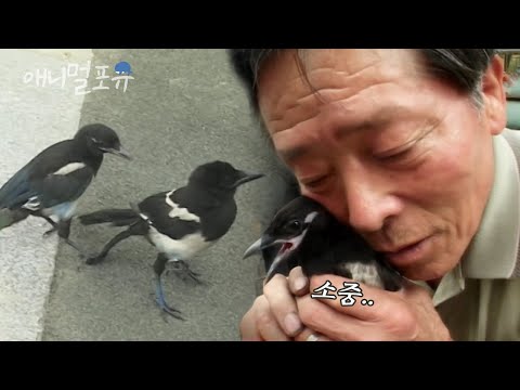 죽을 뻔한 까치를 살려줬더니..할아버지 껌딱지 된 까치?!🐦｜KBS 주주클럽 050724 방송