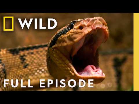 Monsters in the Shadows (Full Episode) | Bite Sting Kill | Nat Geo Animals