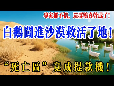 沙漠裏的 “救星” 竟是它？不吃沙、不扛鍬，一群白鵝咋把 “死亡區” 變提款機？