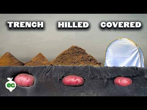 We Grew Potatoes 8 Different Ways, Here's What Happened 🥔