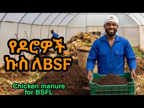 የዶሮ ኩስ ለBSF ሰጠው።